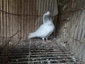 1 Pcs Female Pigeon