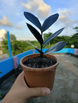 লাকি ইনডোর প্লান্ট (ZZ Plant)
