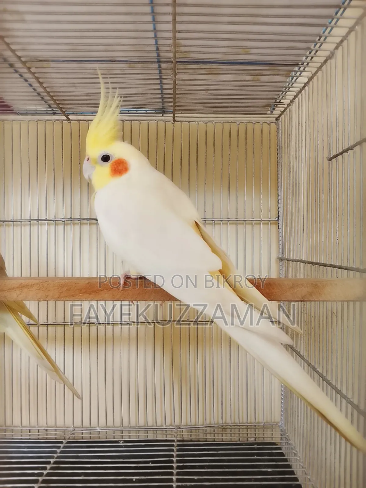 Lutino Cockatiel Bird for Sale