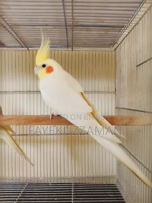 Lutino Cockatiel Bird for Sale
