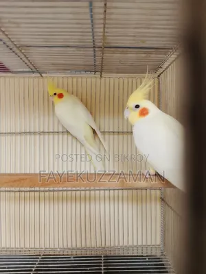 Lutino Cockatiel Bird for Sale