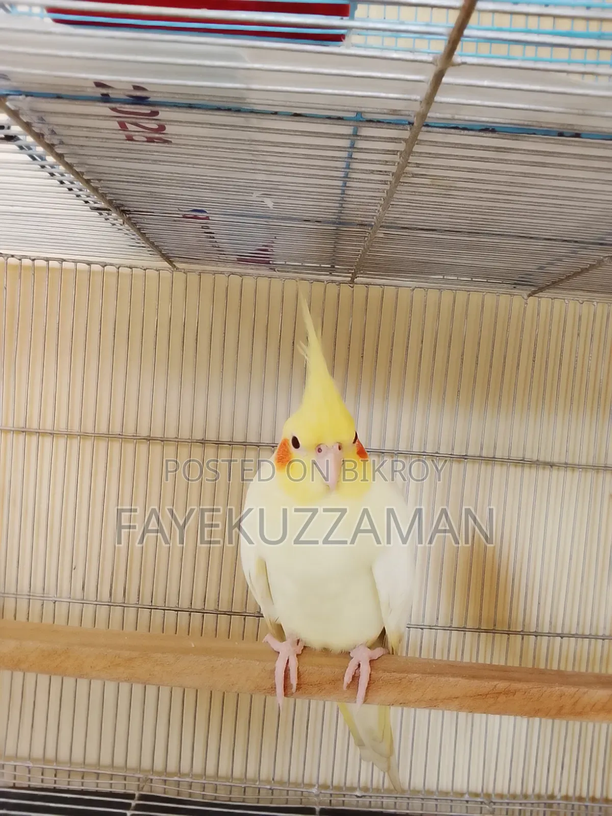 Lutino Cockatiel Bird for Sale