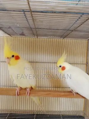 Lutino Cockatiel Bird for Sale