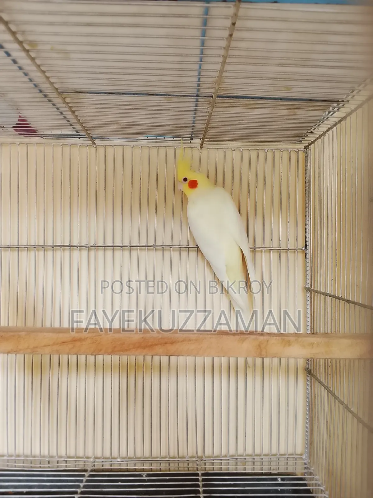 Lutino Cockatiel Bird for Sale