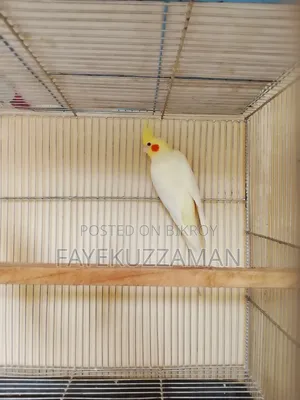 Lutino Cockatiel Bird for Sale