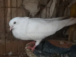 ১ পিিস রানিং মাদি