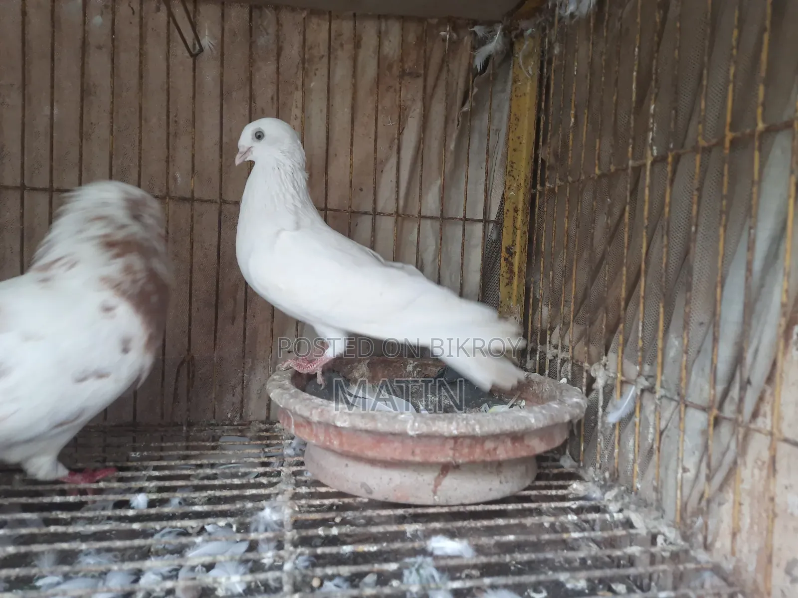 ১ পিিস রানিং মাদি