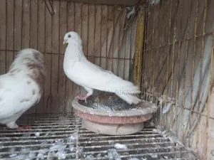 ১ পিিস রানিং মাদি