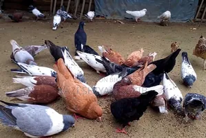 দেশী কবুতর