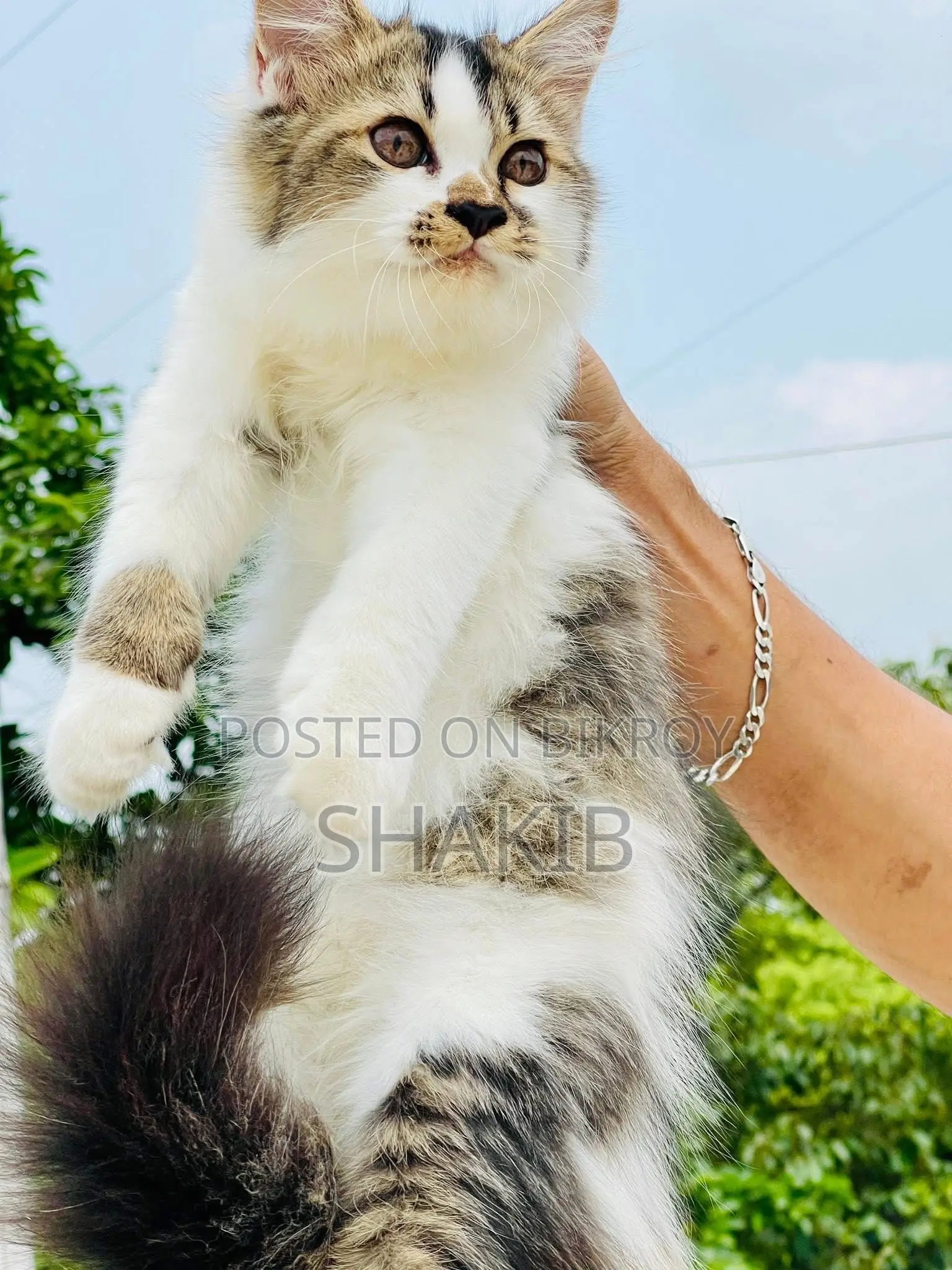 6-12 Months Male Purebred Persian
