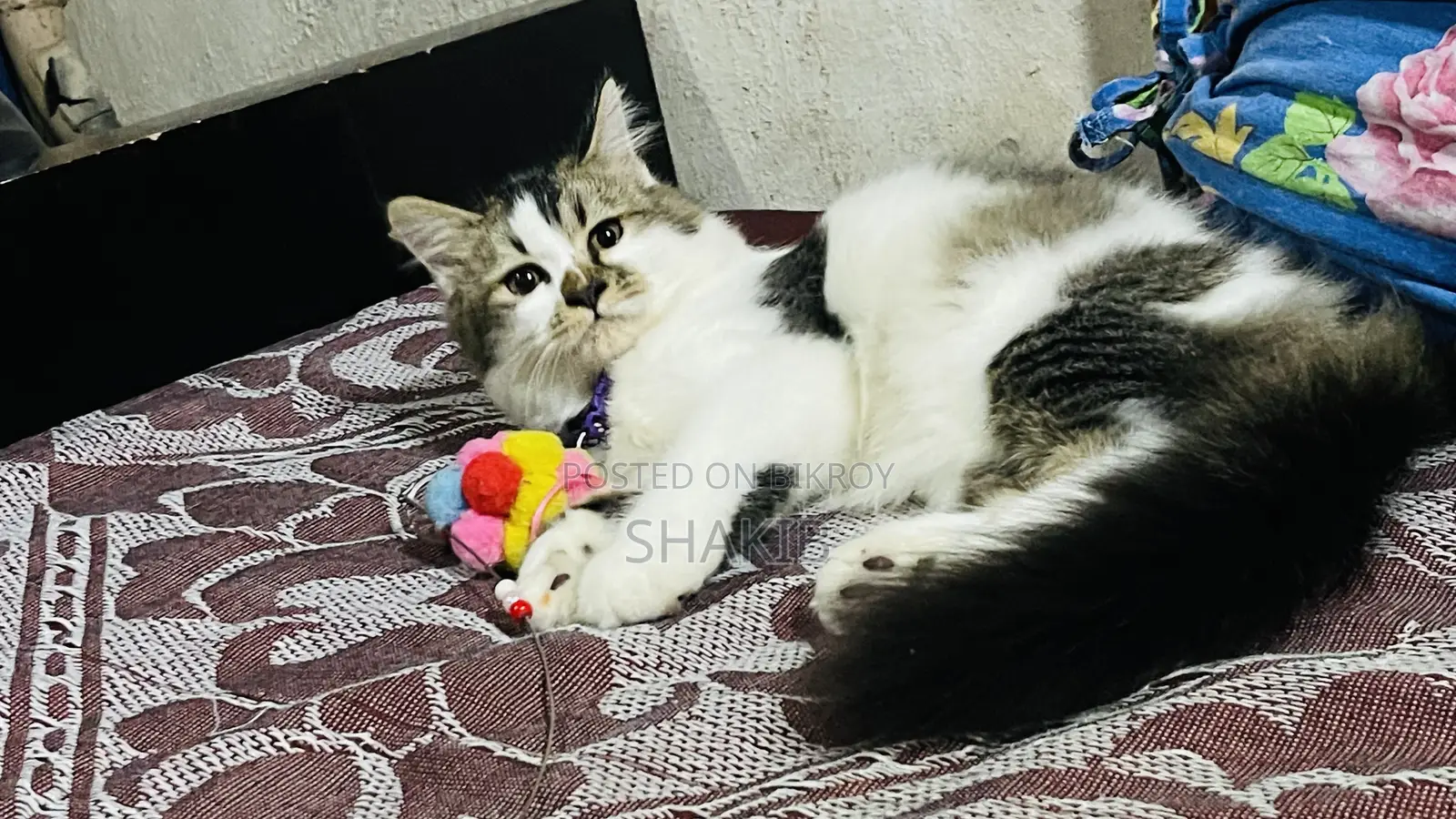 6-12 Months Male Purebred Persian