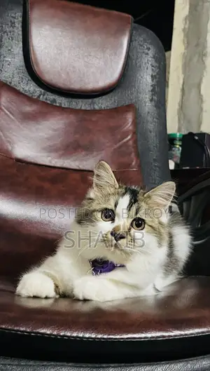 6-12 Months Male Purebred Persian