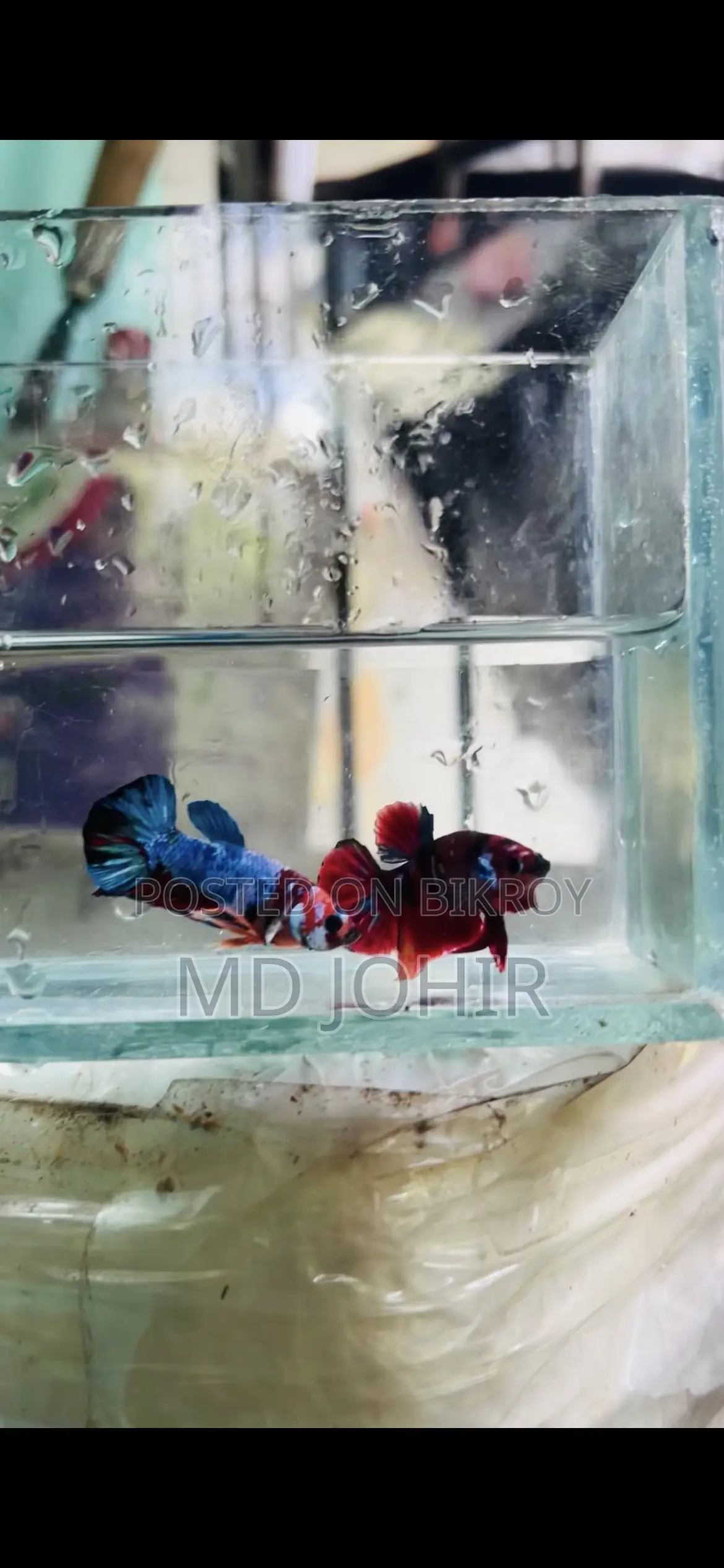 Betta Fish