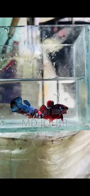 Betta Fish