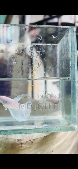 Betta Fish