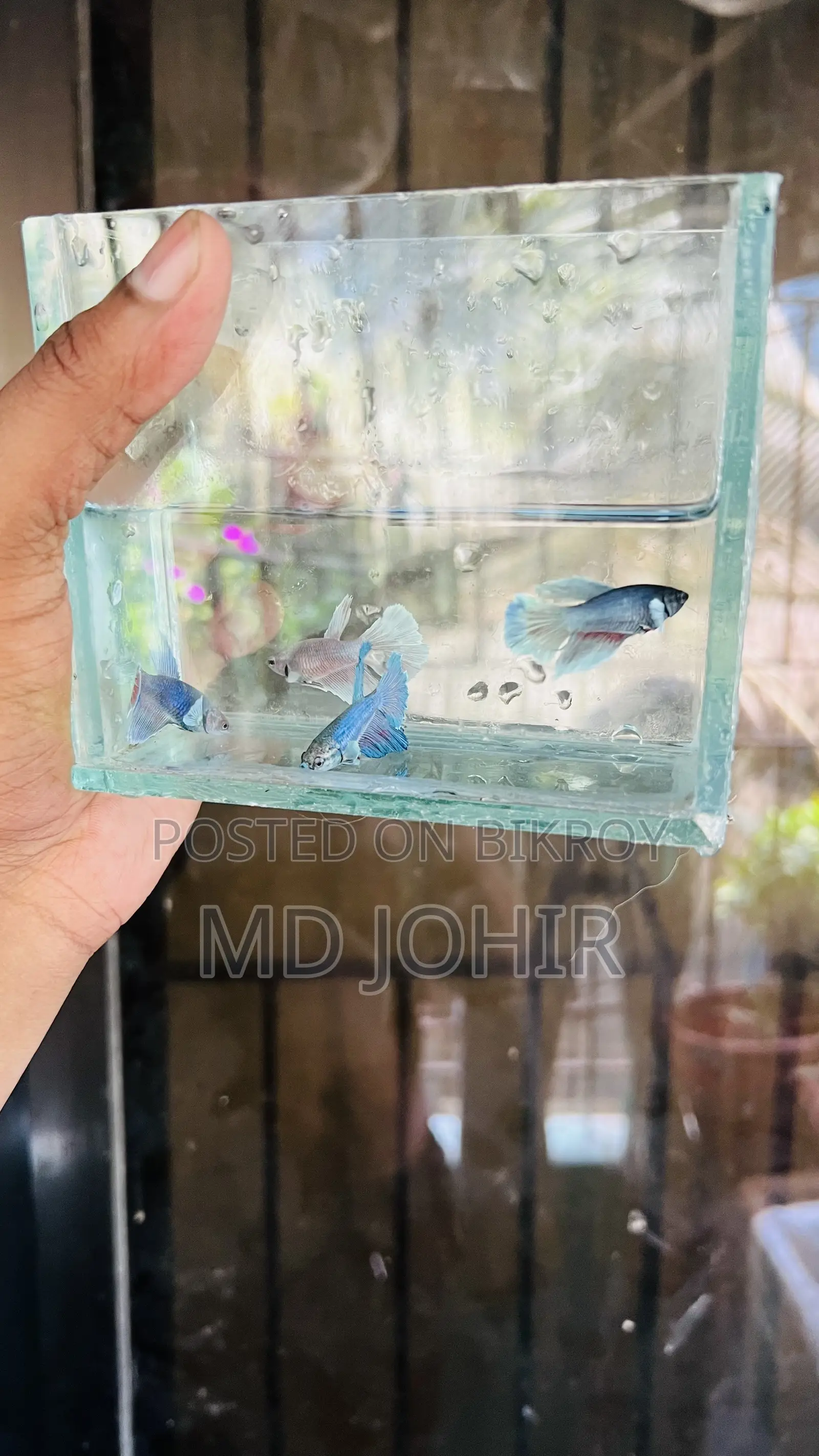Betta Fish