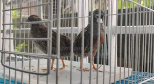 King Quail/কিং কুয়েল