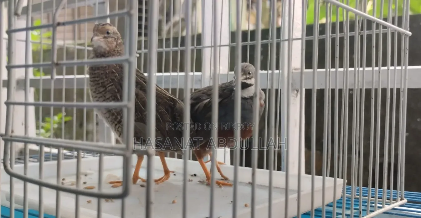 King Quail/কিং কুয়েল