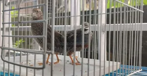 King Quail/কিং কুয়েল