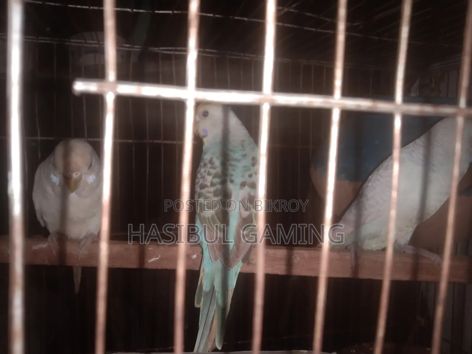 পাখি বিক্রির জন্য
