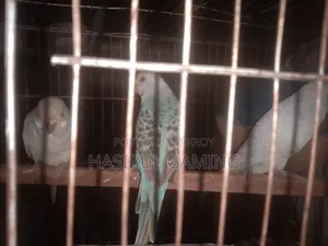 পাখি বিক্রির জন্য