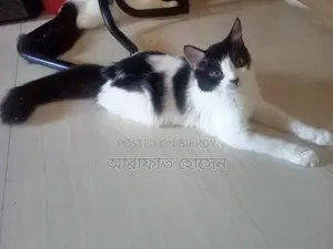 ৩-৬ মাসের নারী মিশ্র প্রজাতির পারশিয়ান