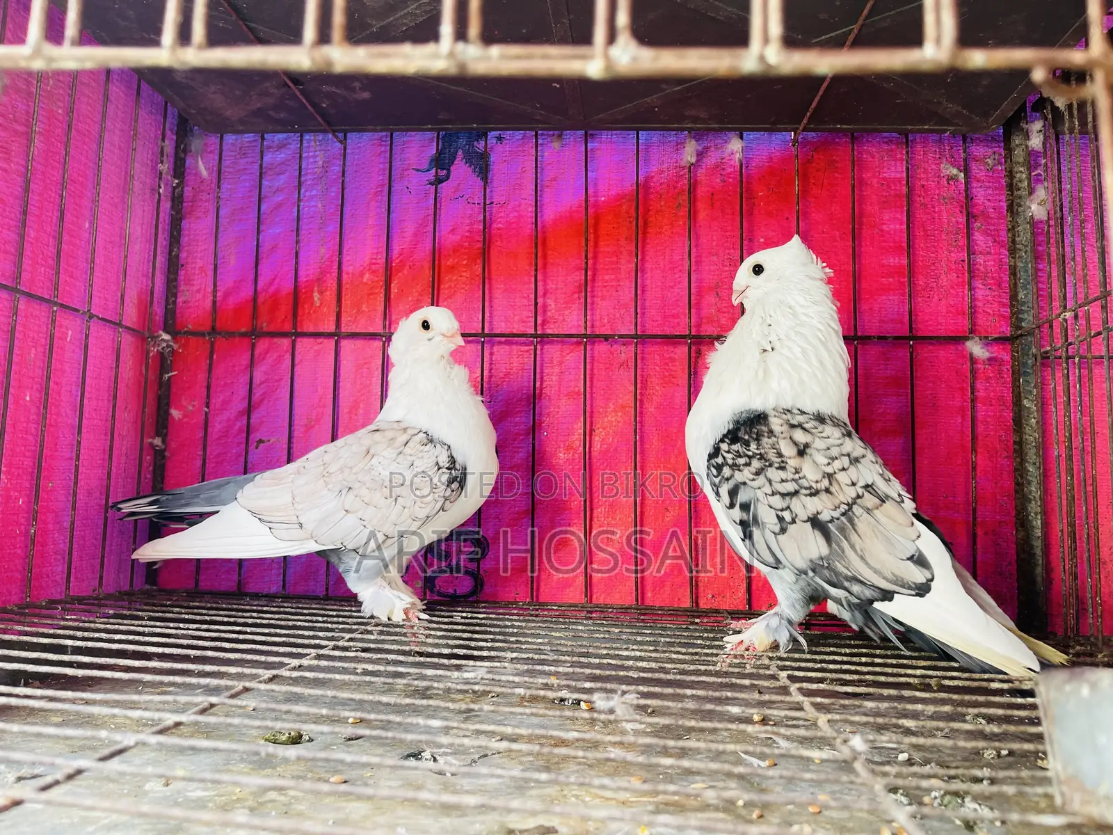 Zorna Satin Running Pigeon
