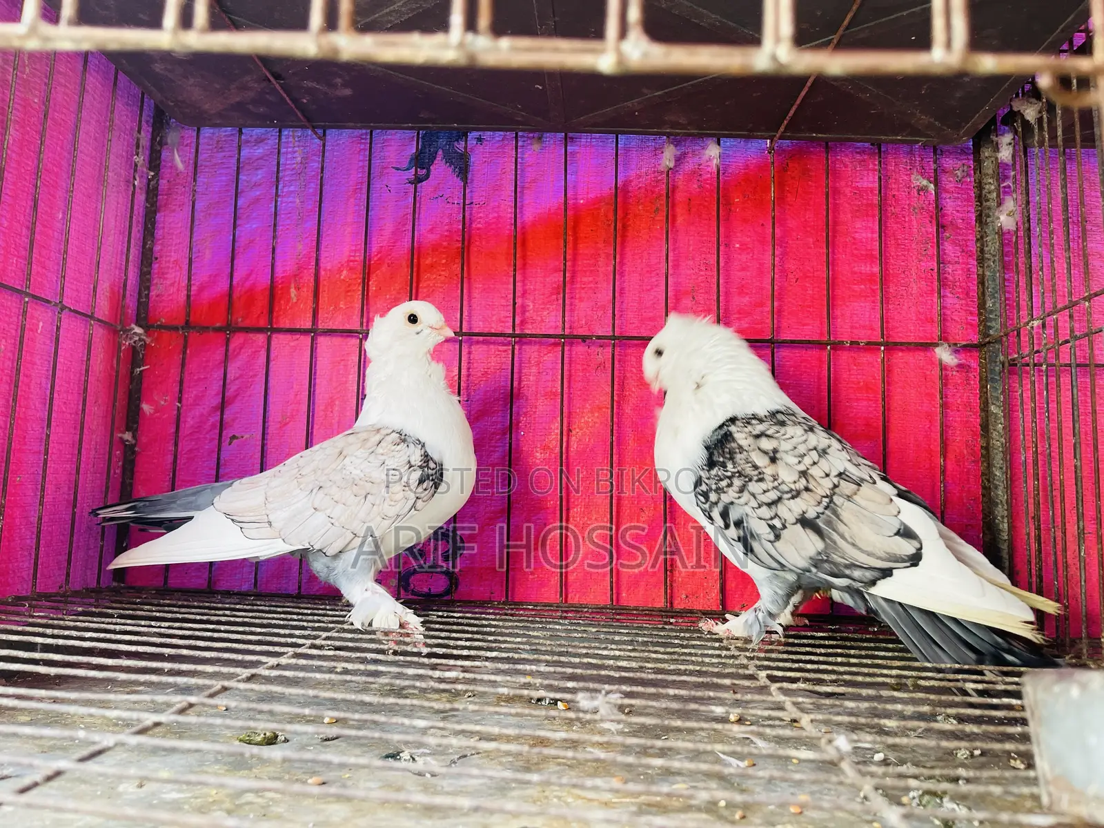 Zorna Satin Running Pigeon