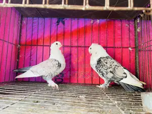 Zorna Satin Running Pigeon