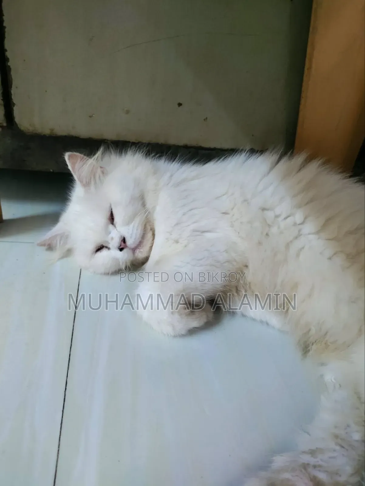 ৬-১২ মাস বয়সী পুরুষ বিশুদ্ধ পার্সিয়ান