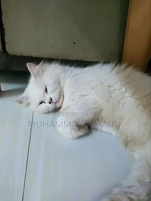 6-12 Months Male Purebred Persian