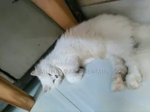 ৬-১২ মাস বয়সী পুরুষ বিশুদ্ধ পার্সিয়ান