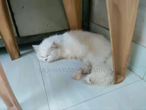 ৬-১২ মাস বয়সী পুরুষ বিশুদ্ধ পার্সিয়ান