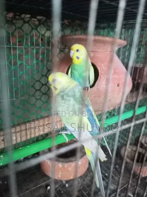 Running Budgerigar Pair for Sell
