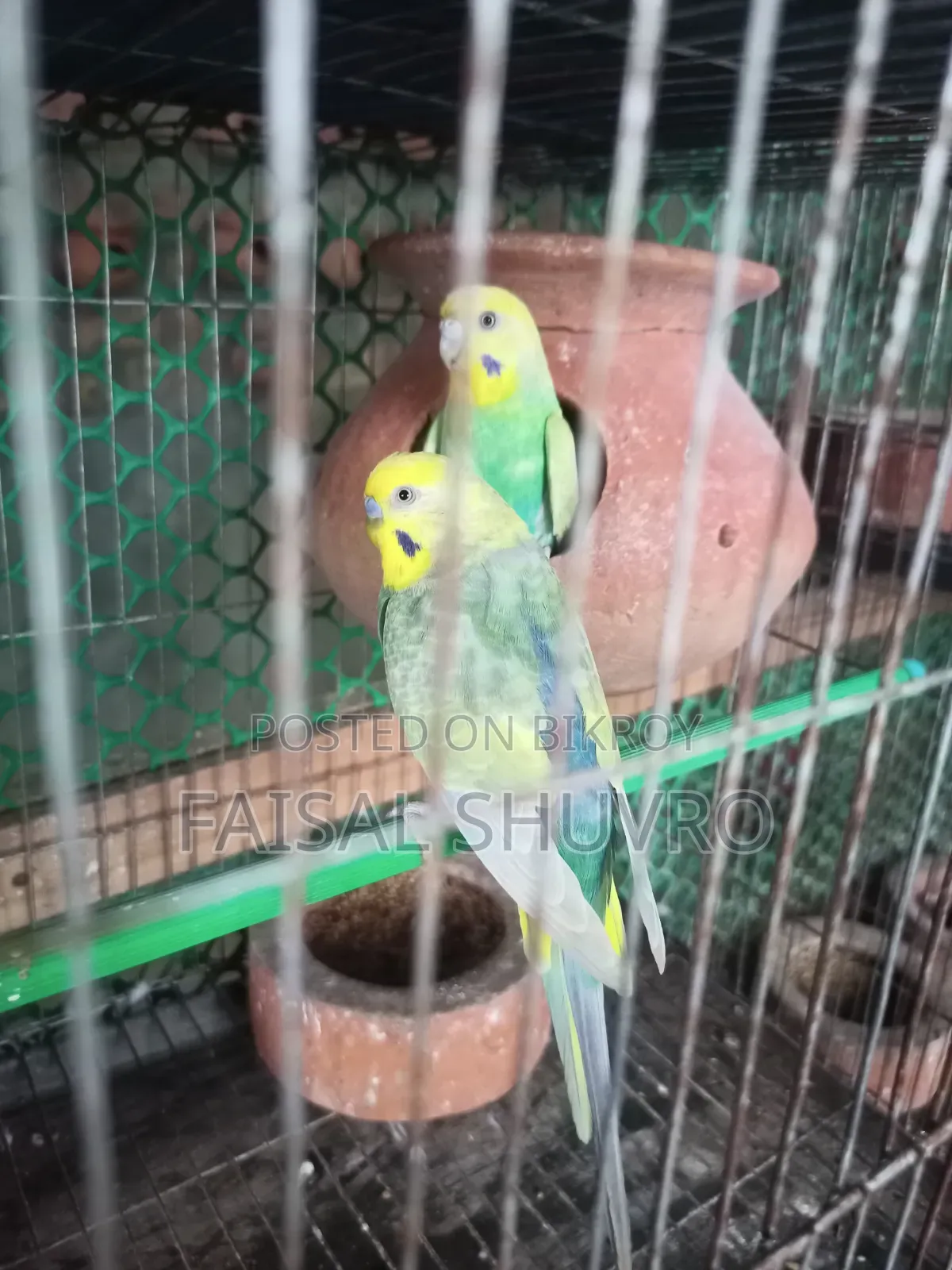 Running Budgerigar Pair for Sell