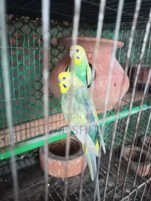 Running Budgerigar Pair for Sell