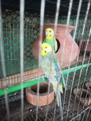 Running Budgerigar Pair for Sell