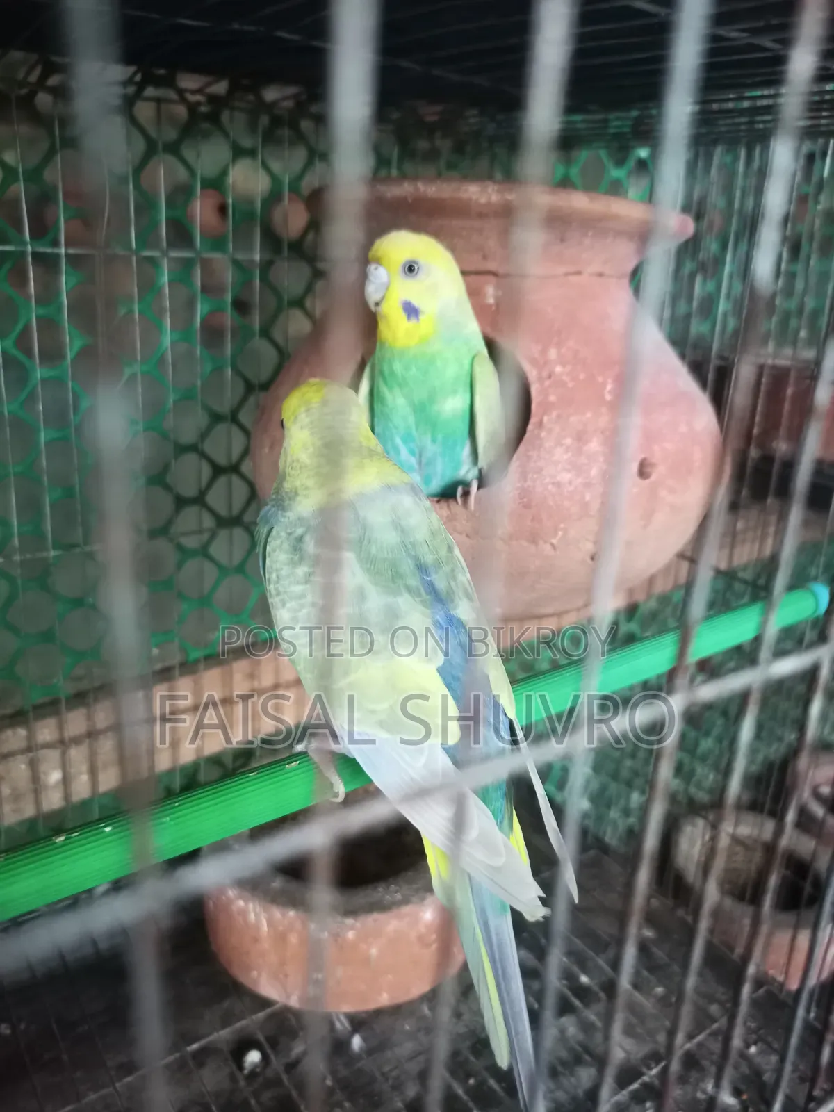 Running Budgerigar Pair for Sell