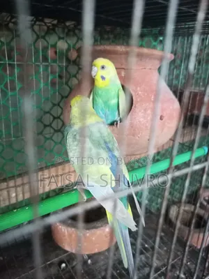 Running Budgerigar Pair for Sell
