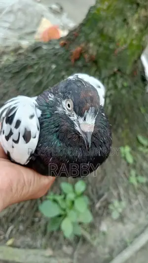 Rampuri Noor Golden Female Pigeon