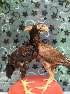 Pure Breed Asli Chicken Pair
