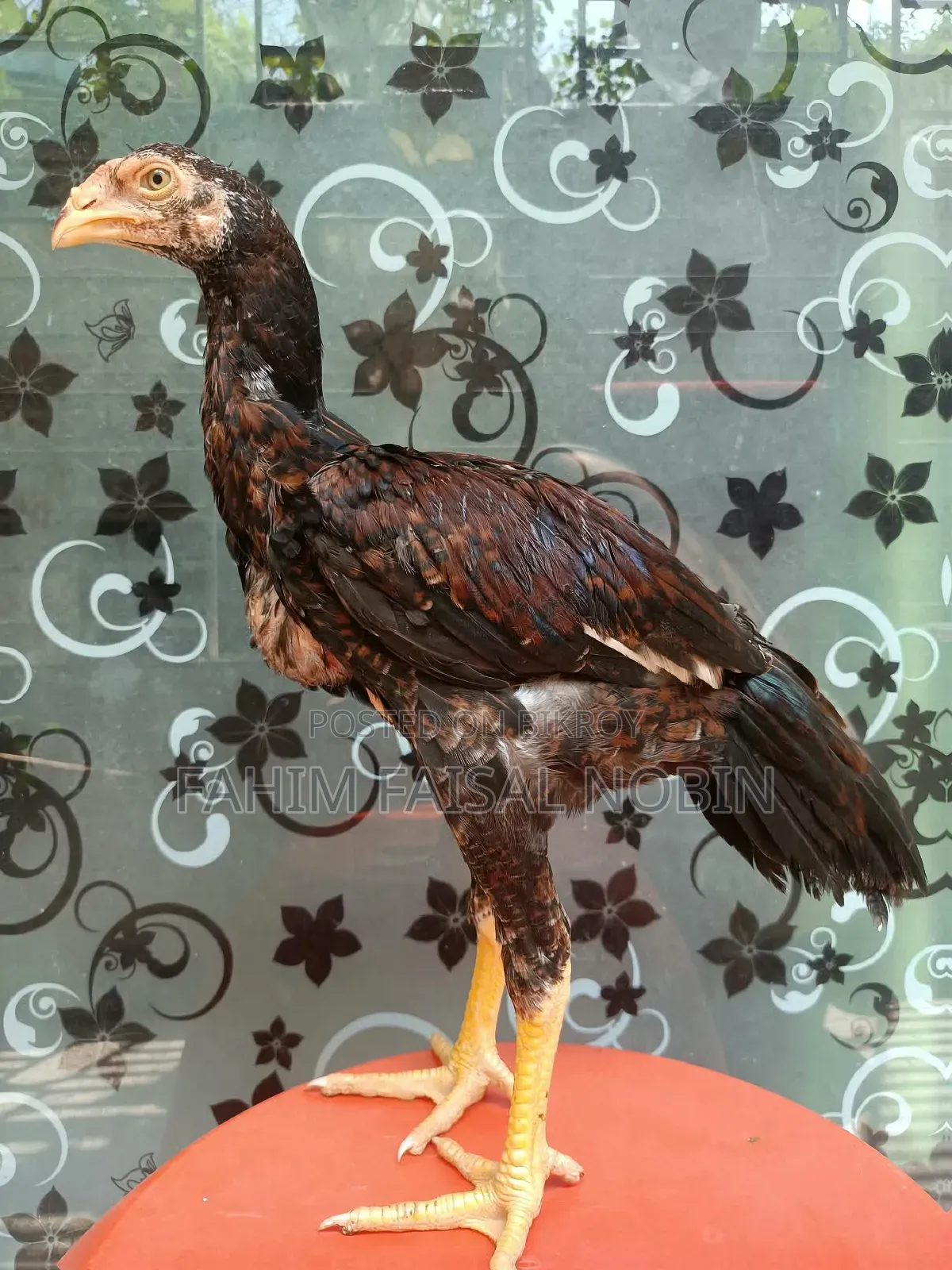 Pure Breed Asli Chicken Pair
