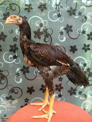 Pure Breed Asli Chicken Pair