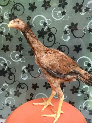 Pure Breed Asli Chicken Pair