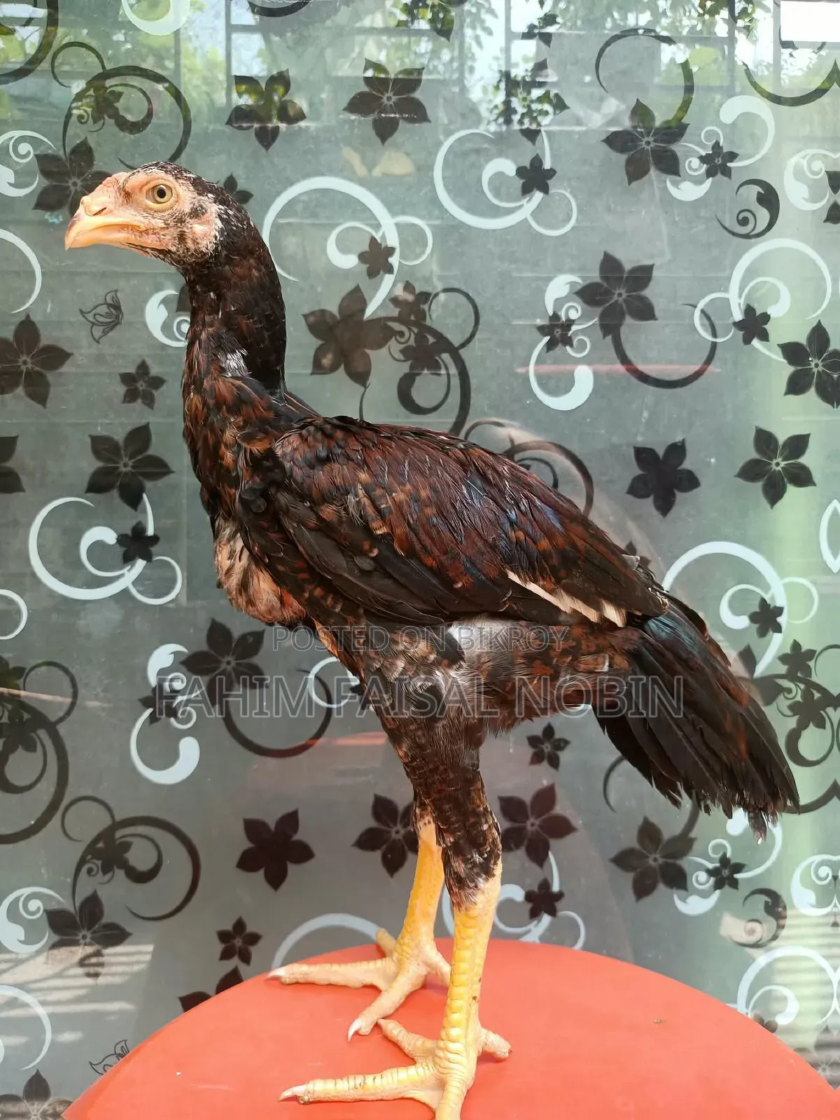 Pure Breed Asli Chicken Pair