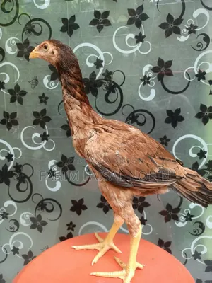 Pure Breed Asli Chicken Pair