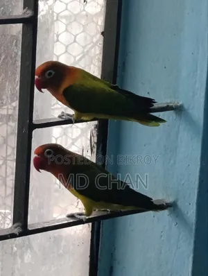 Love Bird 1 Pair