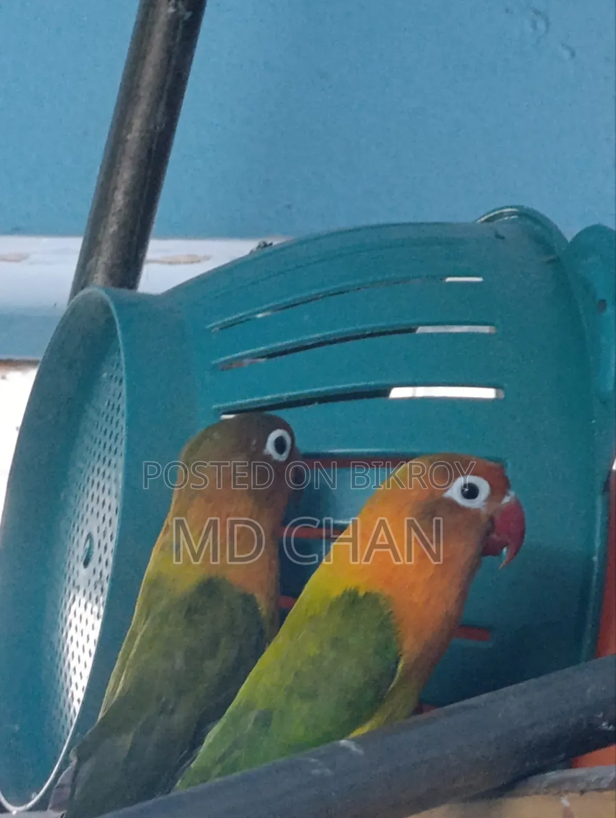 Love Bird 1 Pair