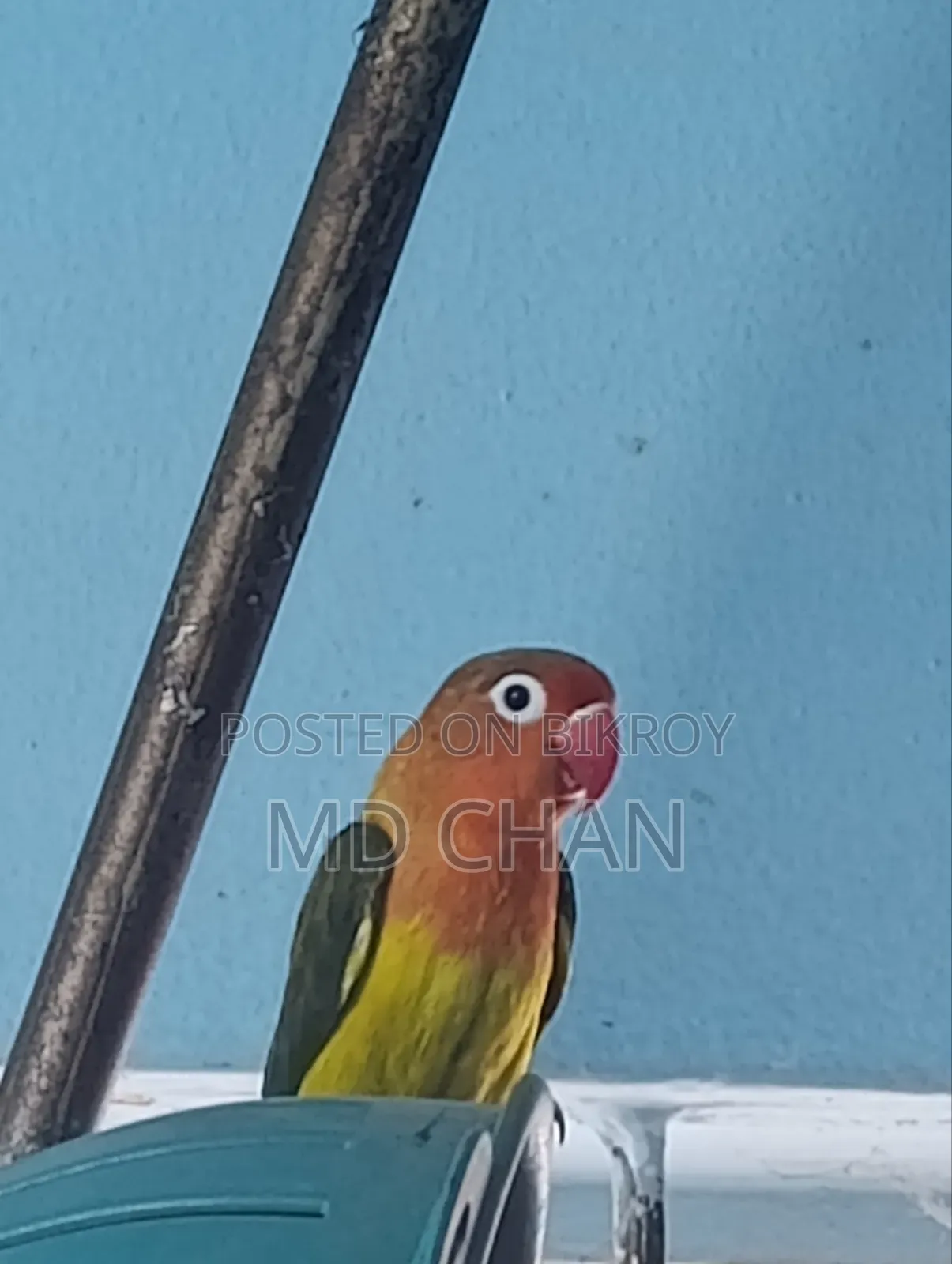 Love Bird 1 Pair