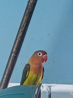 Love Bird 1 Pair